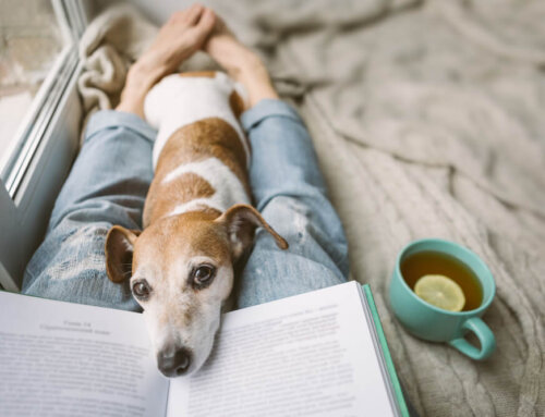 Pet-Friendly Cleaning in Atlanta: How to Keep Your Home Safe for Furry Friends